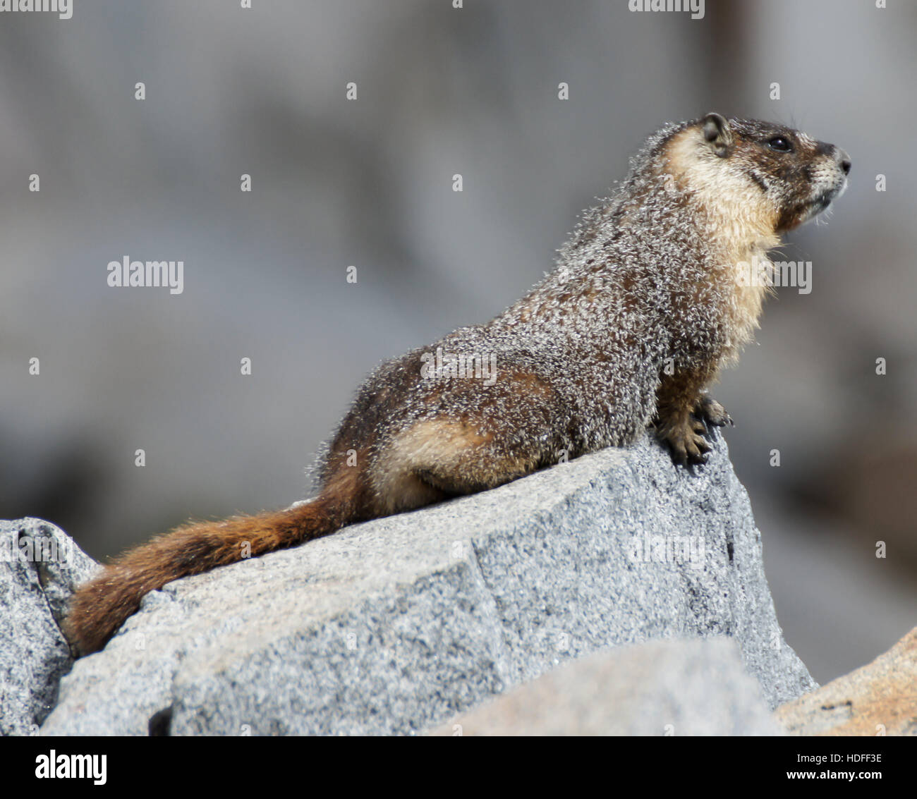 Bauche Murmeltier - Marmota flaviventris Stockfoto