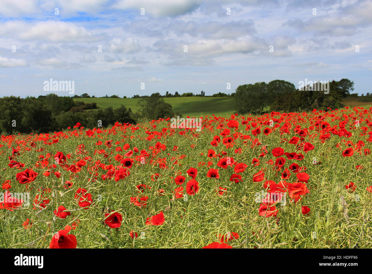 Ein Feld-Op-Mohnblumen auf Lolland, Dänemark Stockfoto