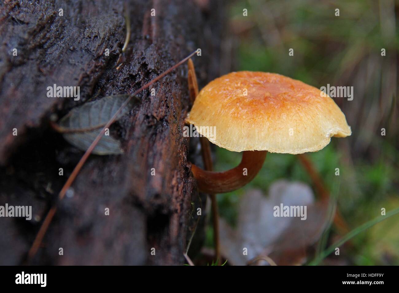 Einsame Pilzzucht auf einem toten Baumstamm Stockfoto