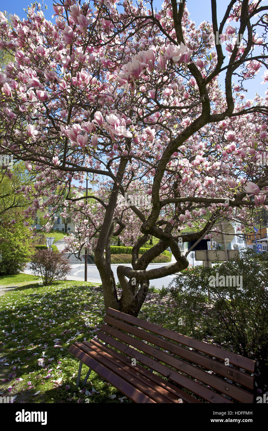 Blühende Magnolie (Magnolia), Magnolia Blüte Stockfoto