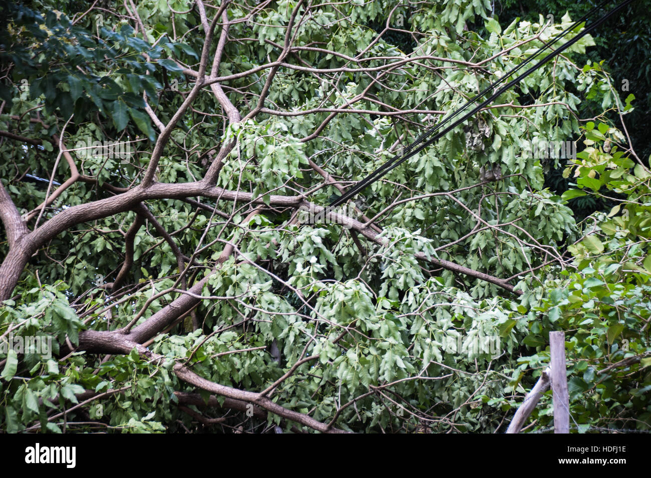 Baum auf gefallen macht Linien folgen Hurrikan Otto, Costa Rica, Mittelamerika Stockfoto