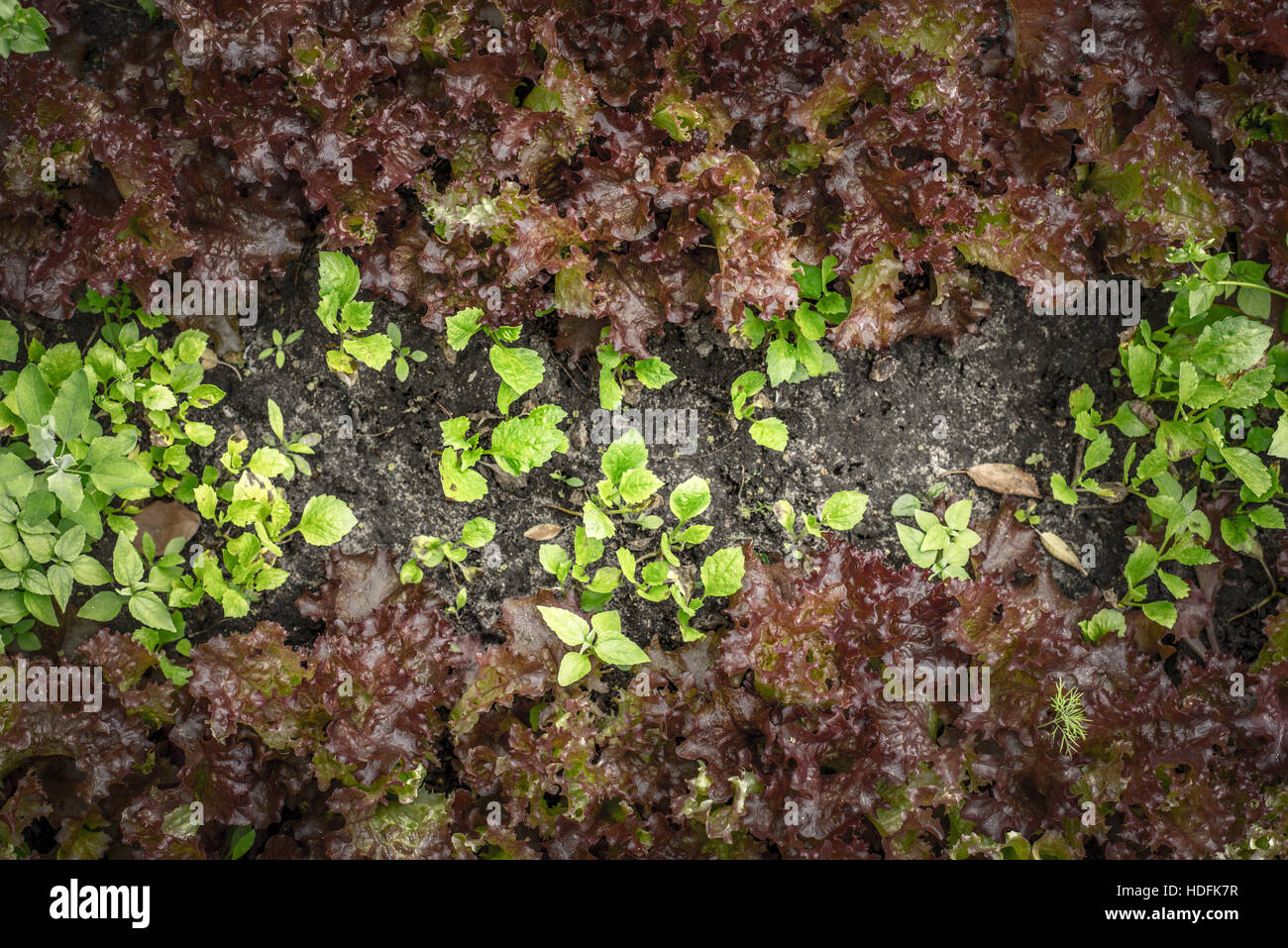 Wachsen in den besten Blick auf den Garten Salat Stockfoto