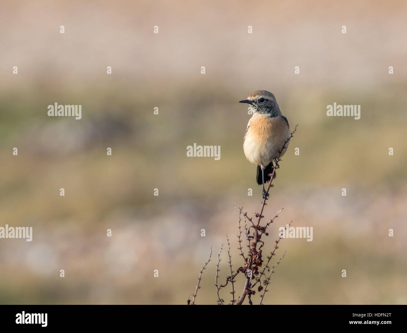 Wüste Steinschmätzer an der Normannen Bay Beach, UK. Winter-Migranten. Stockfoto