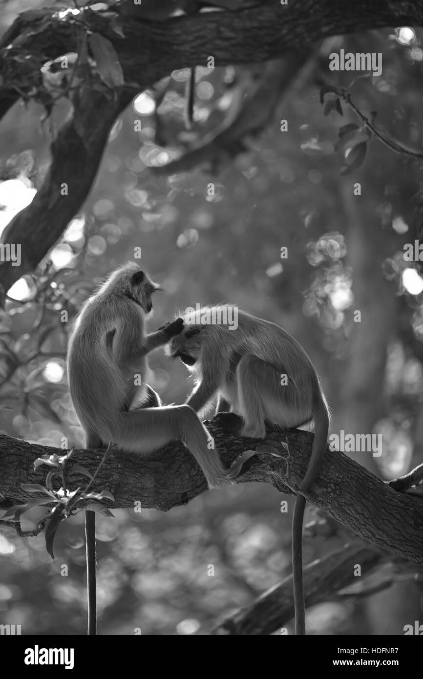 Northern Plains grau Languren Affen (Semnopithecus Entellus) auch bekannt als Hanuman-Languren Stockfoto
