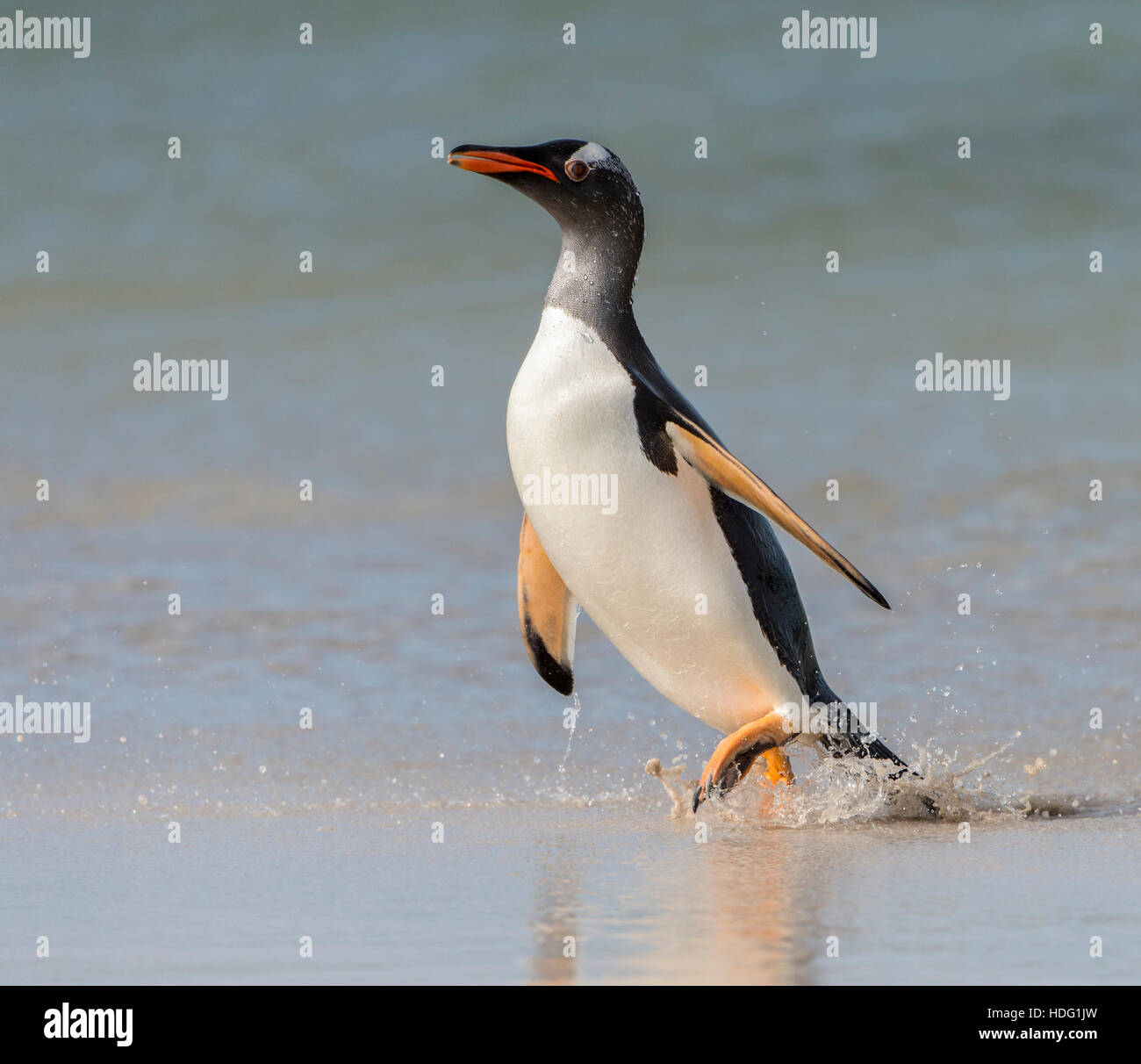 Gentoo Penguin (Pygoscelis Papua) zu Fuß entlang der Küste Stockfoto
