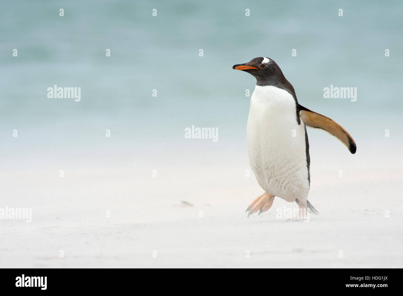 Gentoo Penguin (Pygoscelis Papua) in einem Sandsturm Stockfoto