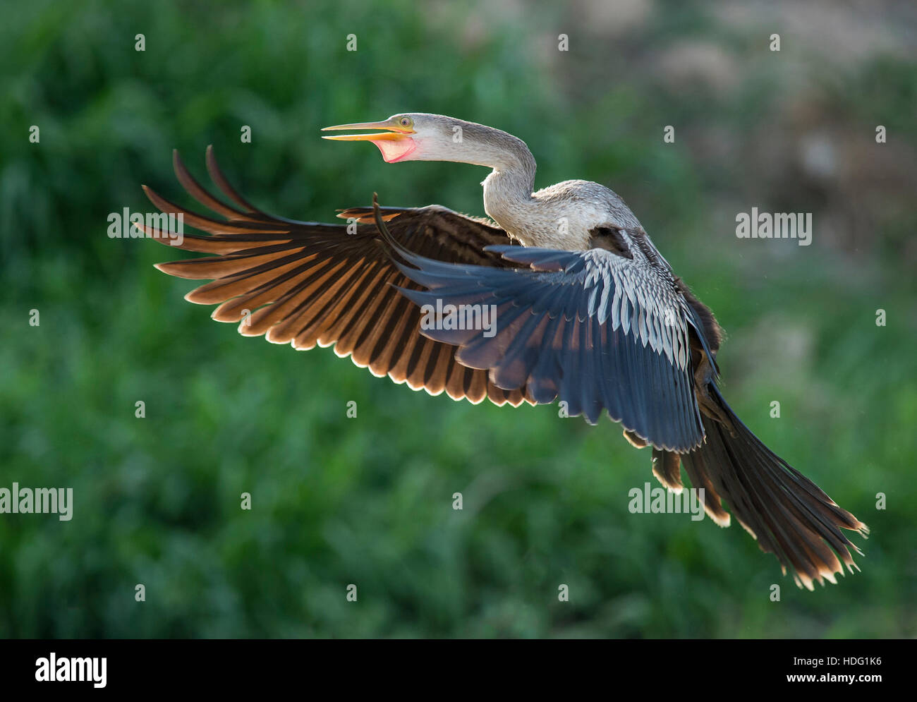 Backlit Anhinga (Anhinga Anhinga) im Flug Stockfoto