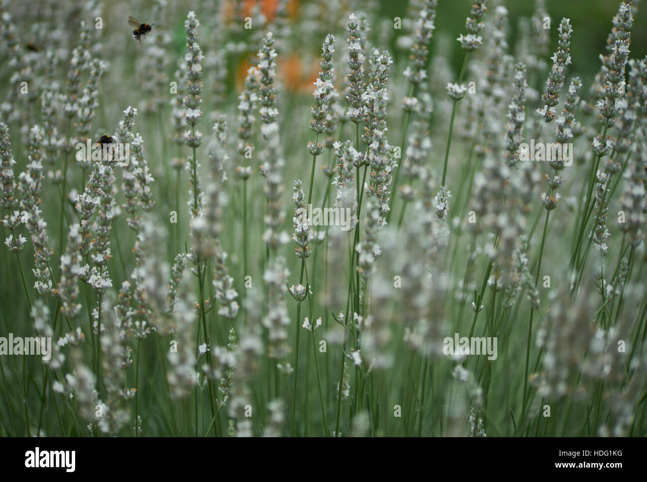 Weißer Lavendel blühenden Hummeln Fütterung Lavandula Stockfoto