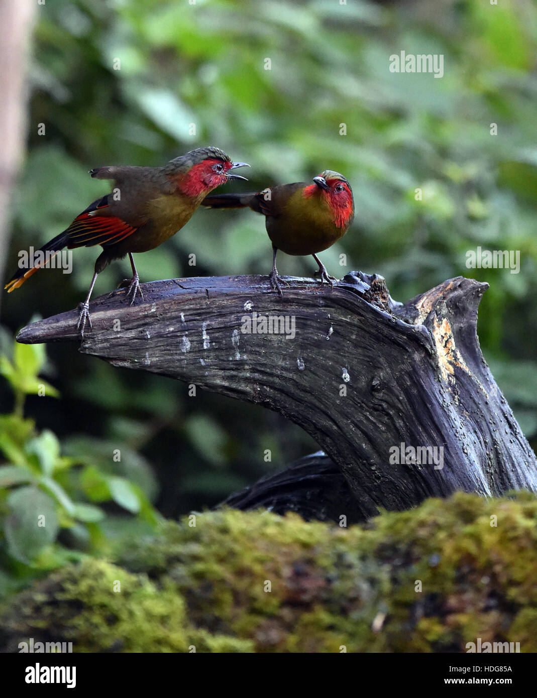 Baoshan. 10. Dezember 2016. Foto aufgenommen am 10. Dezember 2016 zeigt zwei Crimson-winged Liocichlas im Wald am Gaoligong Berg von Baoshan Stadt, der südwestlichen chinesischen Provinz Yunnan. 525 bekannten Vogelarten in Gaoligong Berg zog viele Vogelbeobachter und Naturfotografen vor kurzem. © Chen Haining/Xinhua/Alamy Live-Nachrichten Stockfoto