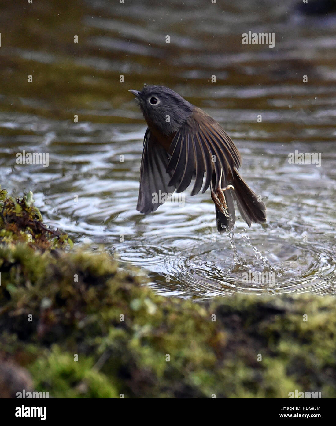 Baoshan, chinesischen Provinz Yunnan. 10. Dezember 2016. Ein Yunnan Fulvetta fliegt in den Wald auf Gaoligong Berg von Baoshan Stadt, der südwestlichen chinesischen Provinz Yunnan, 10. Dezember 2016. 525 bekannten Vogelarten in Gaoligong Berg zog viele Vogelbeobachter und Naturfotografen vor kurzem. © Chen Haining/Xinhua/Alamy Live-Nachrichten Stockfoto