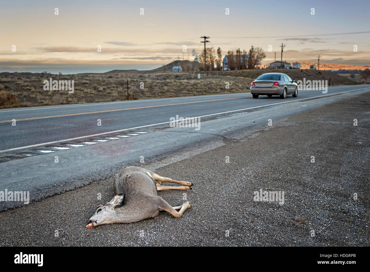 Totes Reh, getroffen von einem Auto liegen an der Straße bei Sonnenuntergang, US Highway 14, Wyoming, USA. Stockfoto
