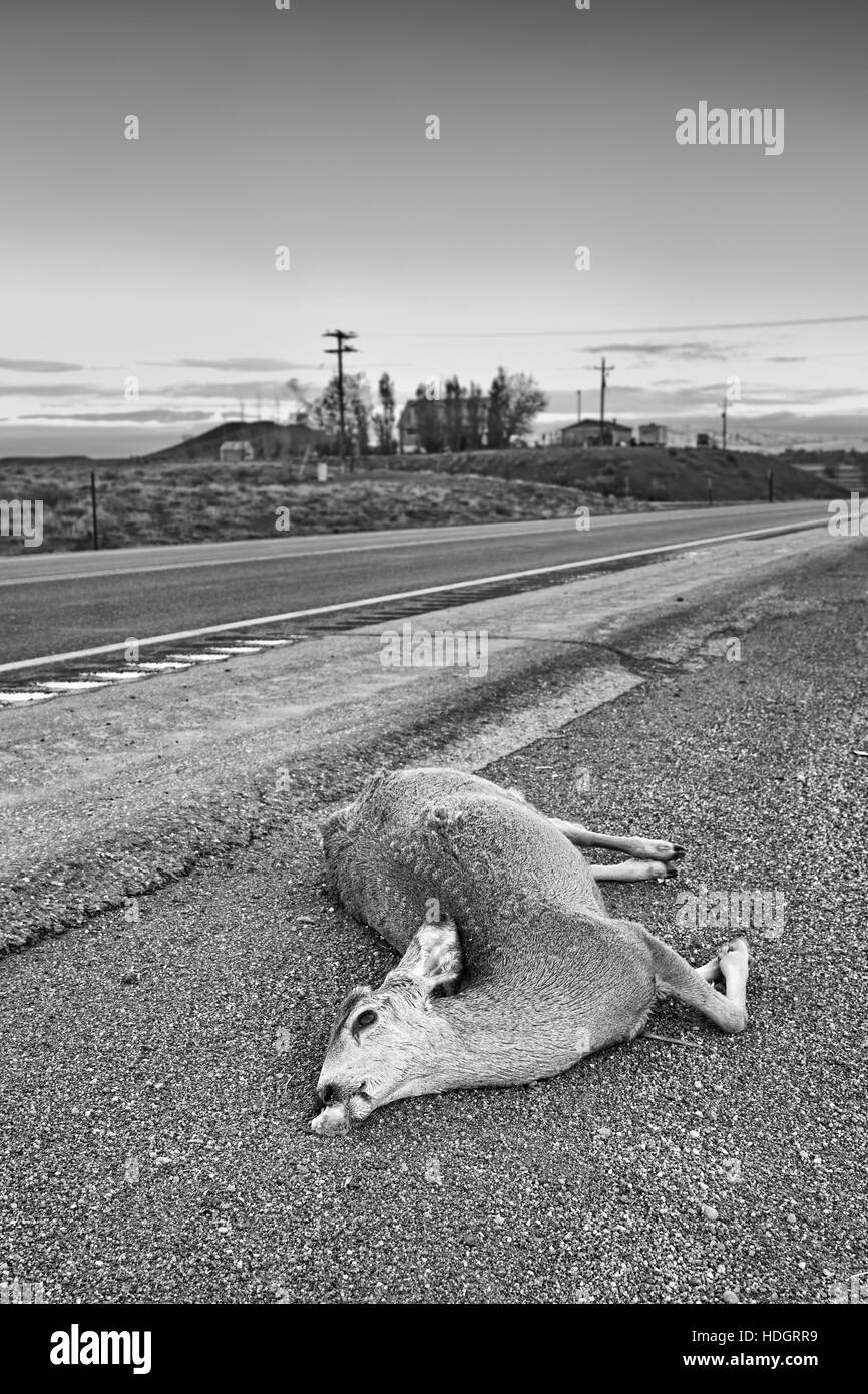 Schwarz / weiß Foto ein totes Reh, getroffen von einem Auto liegen von der Straße, US Highway 14, Wyoming, USA. Stockfoto