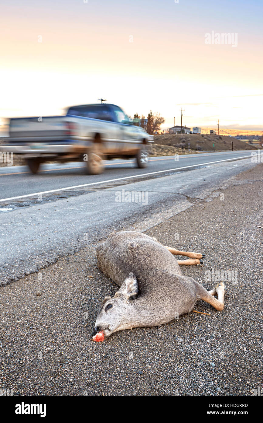Totes Reh, getroffen von einem Auto liegen an der Straße mit Bewegung verwischt Fahrzeug bei Sonnenuntergang, US Highway 14, Wyoming, USA. Stockfoto