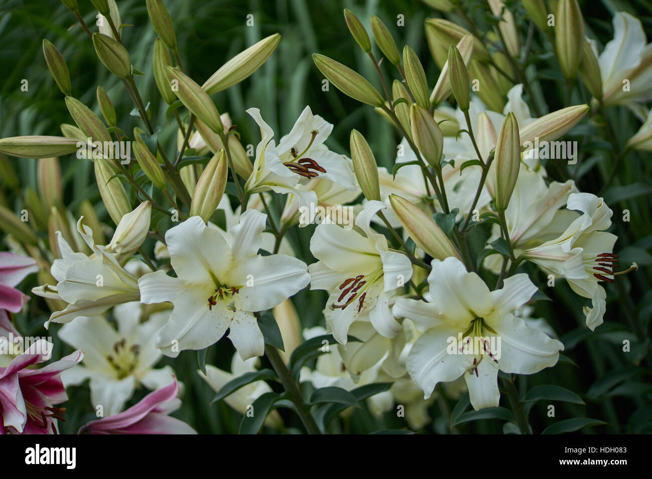 Weiße Lilie üppigen Blüten Nahaufnahme Lilium Pretty Woman Stockfoto