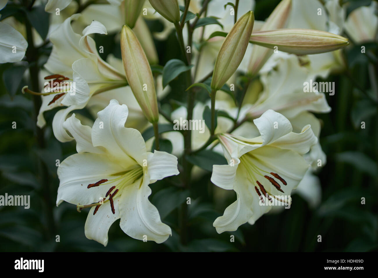 Weiße Lilie üppigen Blüten Nahaufnahme Lilium Pretty Woman Stockfoto