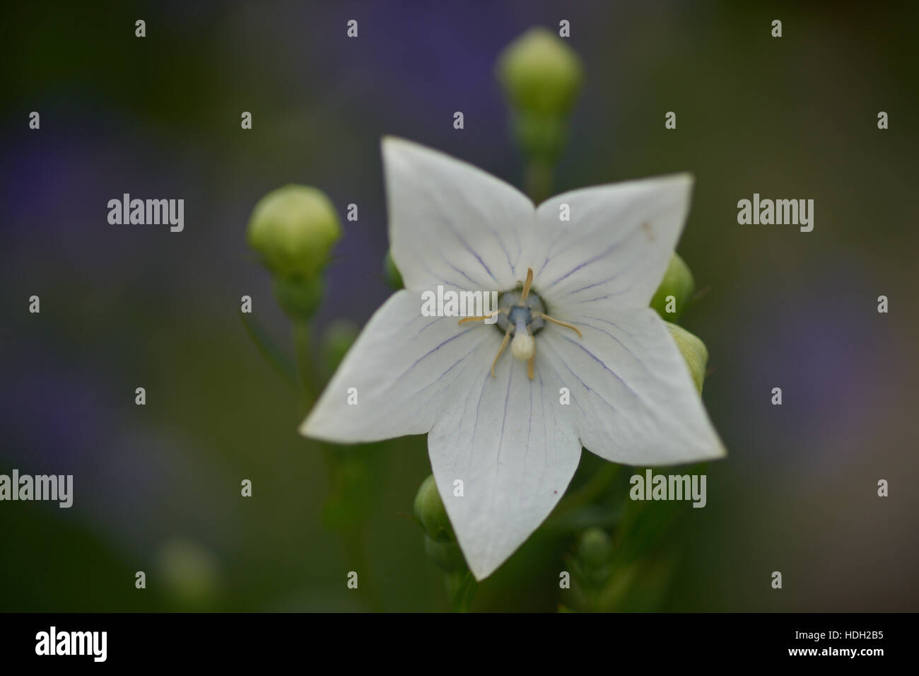 Weiß-blauen Ballon Flowersclose, Platycodon mehrblütigen Album Stockfoto