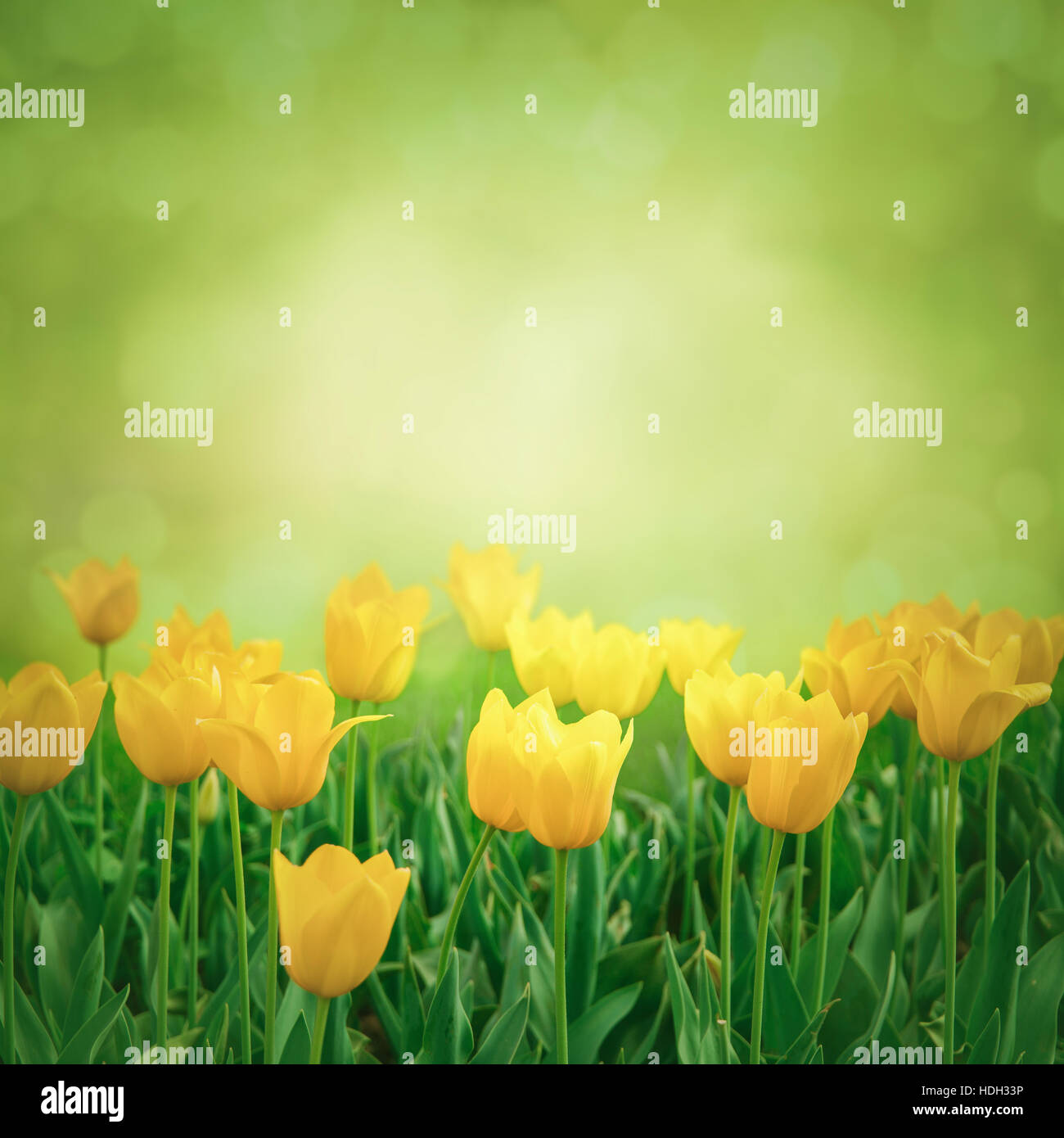 Nahaufnahme von frischen Tulpen Blumen auf grünem Hintergrund Stockfoto