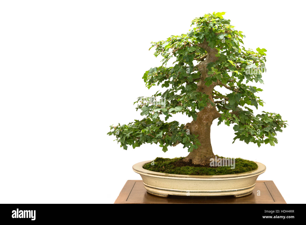 bonsai starter kit kaufen Bonsai Starter Kit main image 1