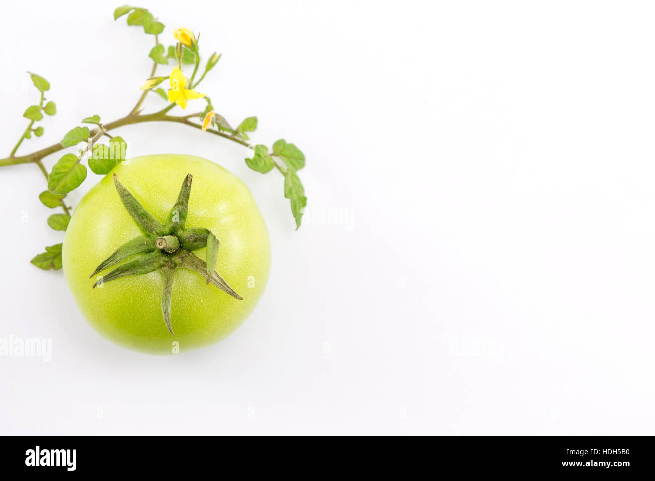 Grüne Tomaten und Blätter auf weißem Hintergrund Stockfoto