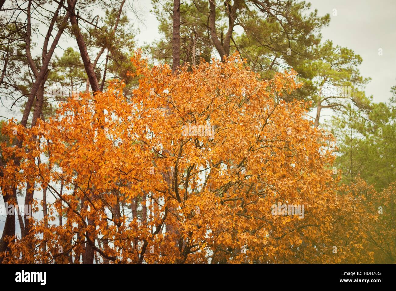 Gelbe Blätter im Baum mit dem sonnigen Licht im Herbst Stockfoto