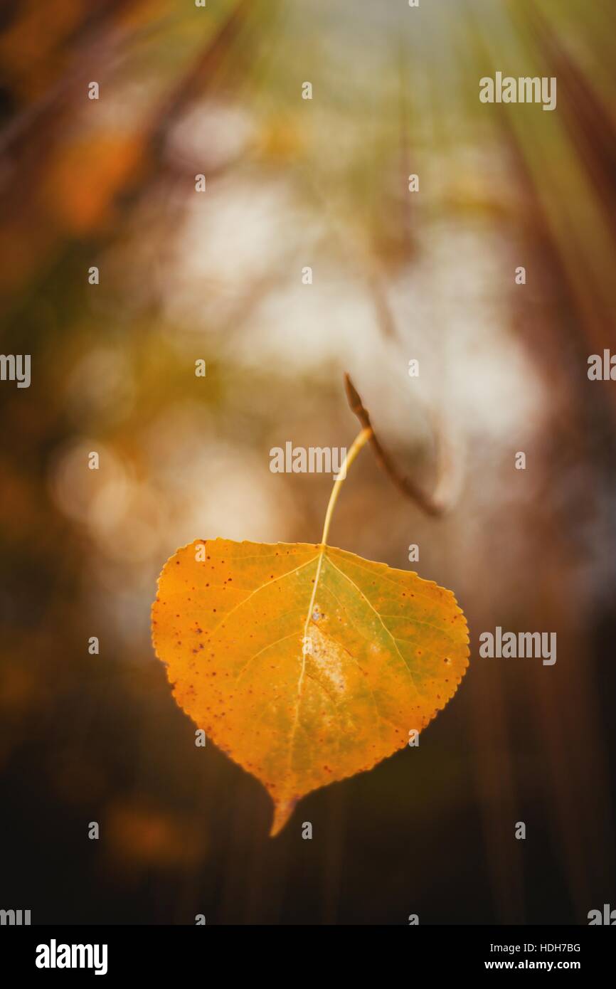 Gelbes Blatt hautnah mit dem sonnigen Licht im Herbst Stockfoto