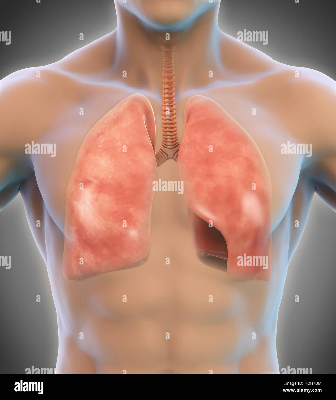 Menschlichen Atemwege Stockfoto