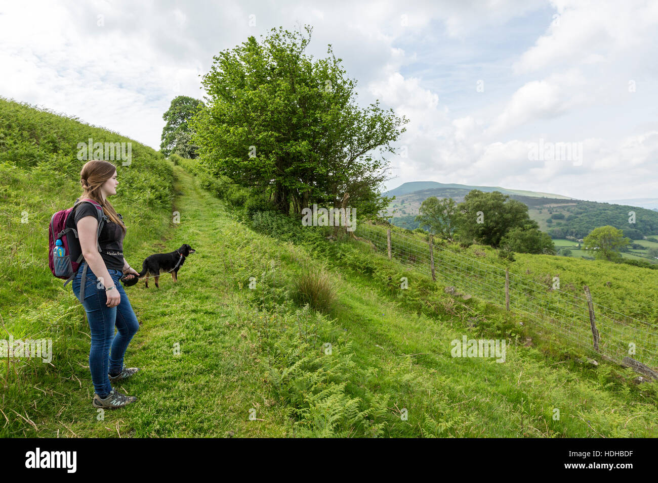 Weibliche Wanderer mit Hund auf Bryn Arw, Abergavenny, Wales, UK Stockfoto