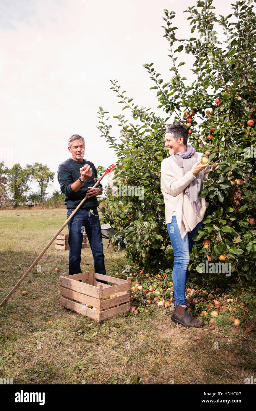 Glückliches Paar Äpfel vom Baum pflücken, im Obstgarten Stockfoto