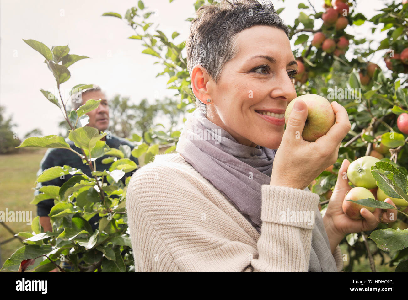 Frau riecht frischen Apfel im Obstgarten Stockfoto