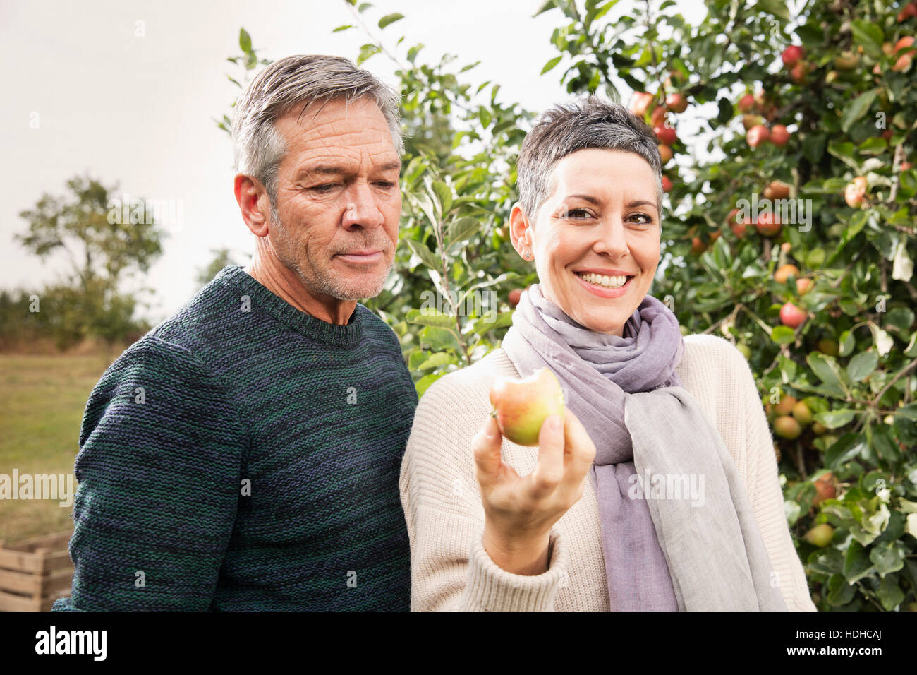 Porträt der glückliche Frau hält Apfel von Mann im Obstgarten Stockfoto