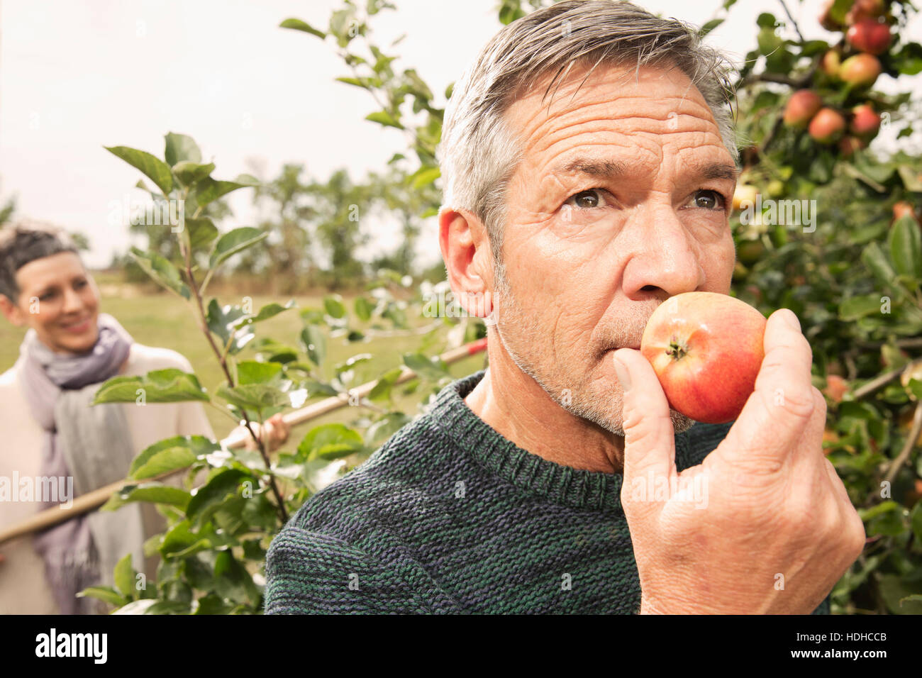 Man riecht frischen Apfel im Obstgarten Stockfoto