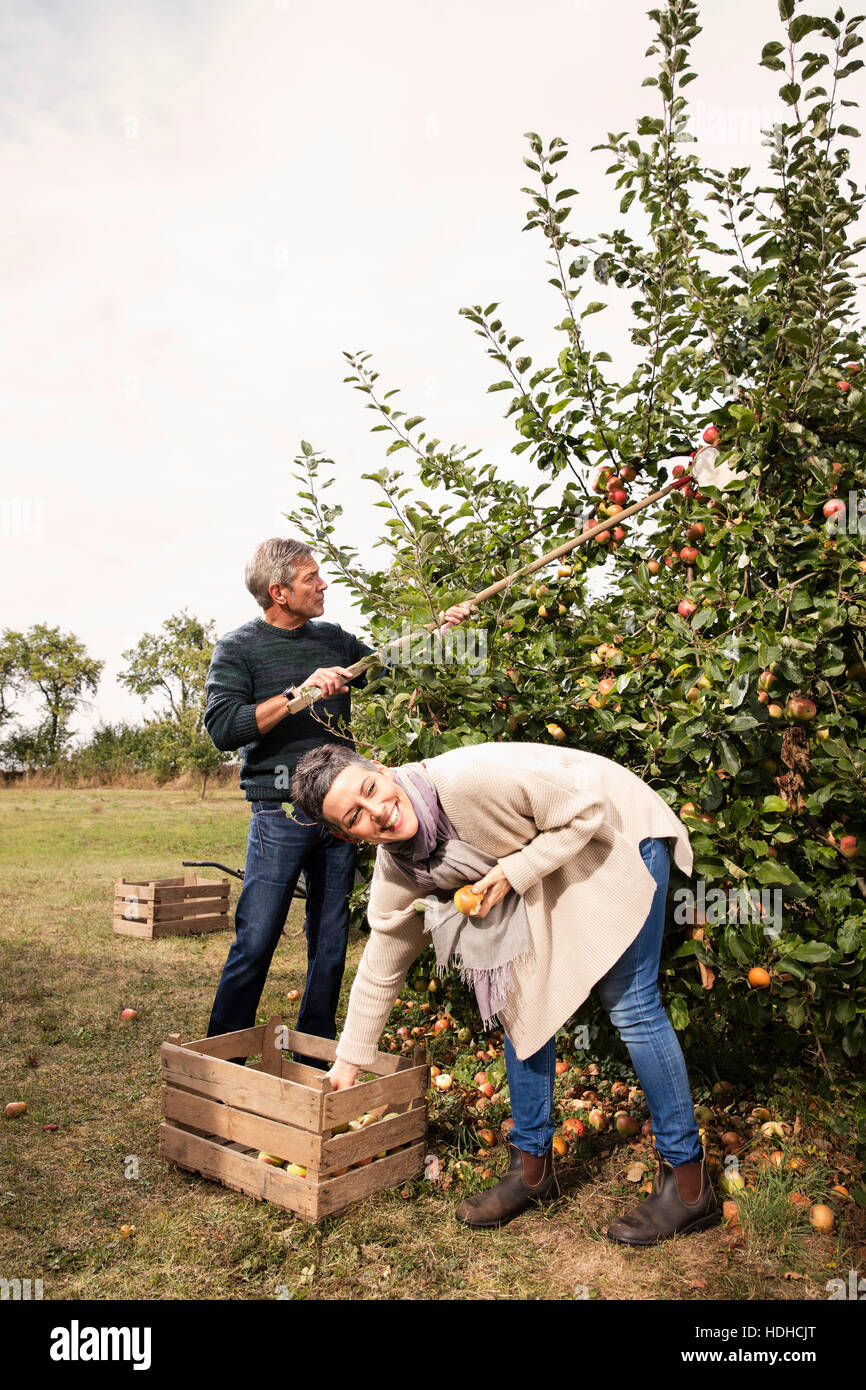 Fröhliches paar Äpfel pflücken, im Obstgarten Stockfoto