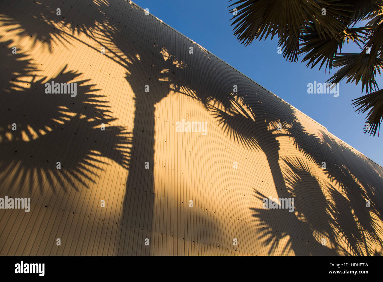 Schatten der Palmen auf Wellpappe Wand gegen Himmel Stockfoto