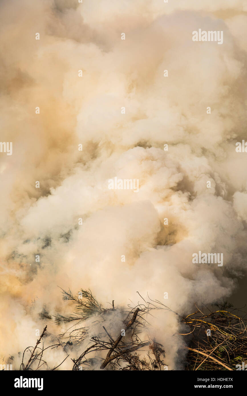 Erhöhte Ansicht von Rauch im Wald Stockfoto