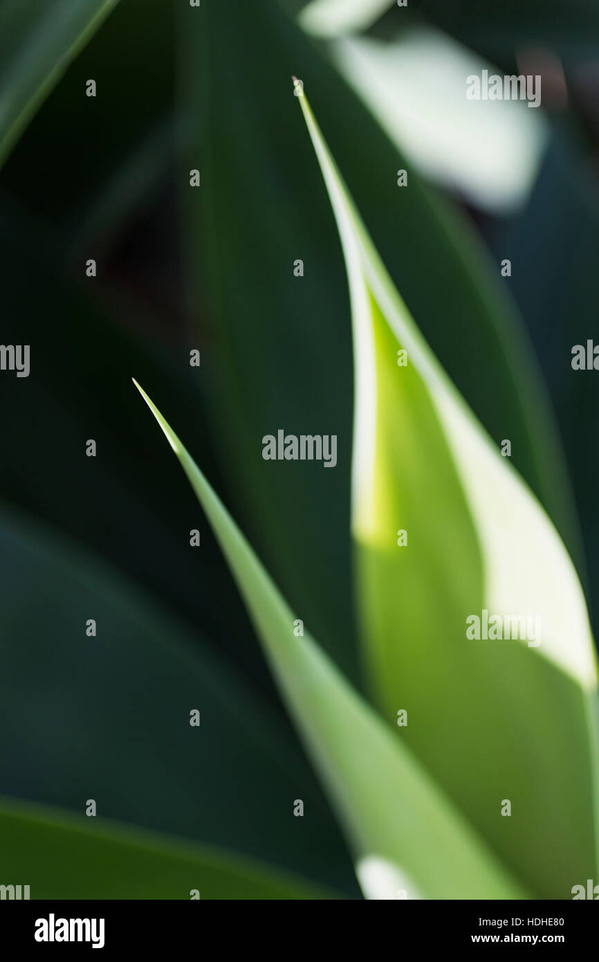 Nahaufnahme von Pflanzen an sonnigen Tag Stockfoto