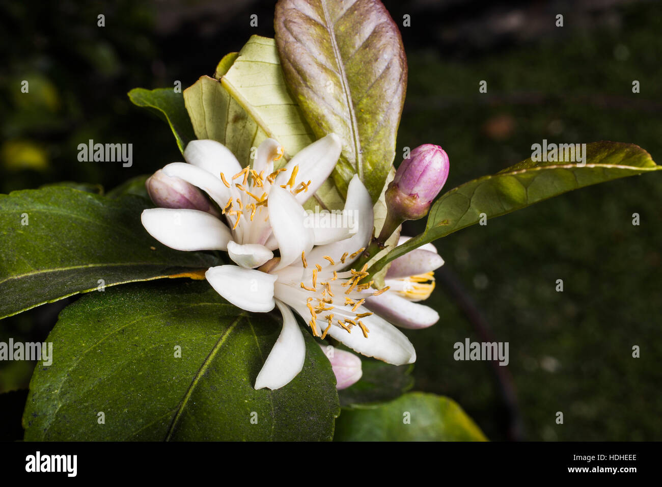 Erhöhte Ansicht von weißen Blumen blühen im park Stockfoto