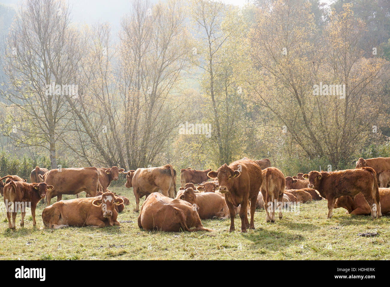 Kühe mit Kälbern auf Feld an sonnigen Tag Stockfoto