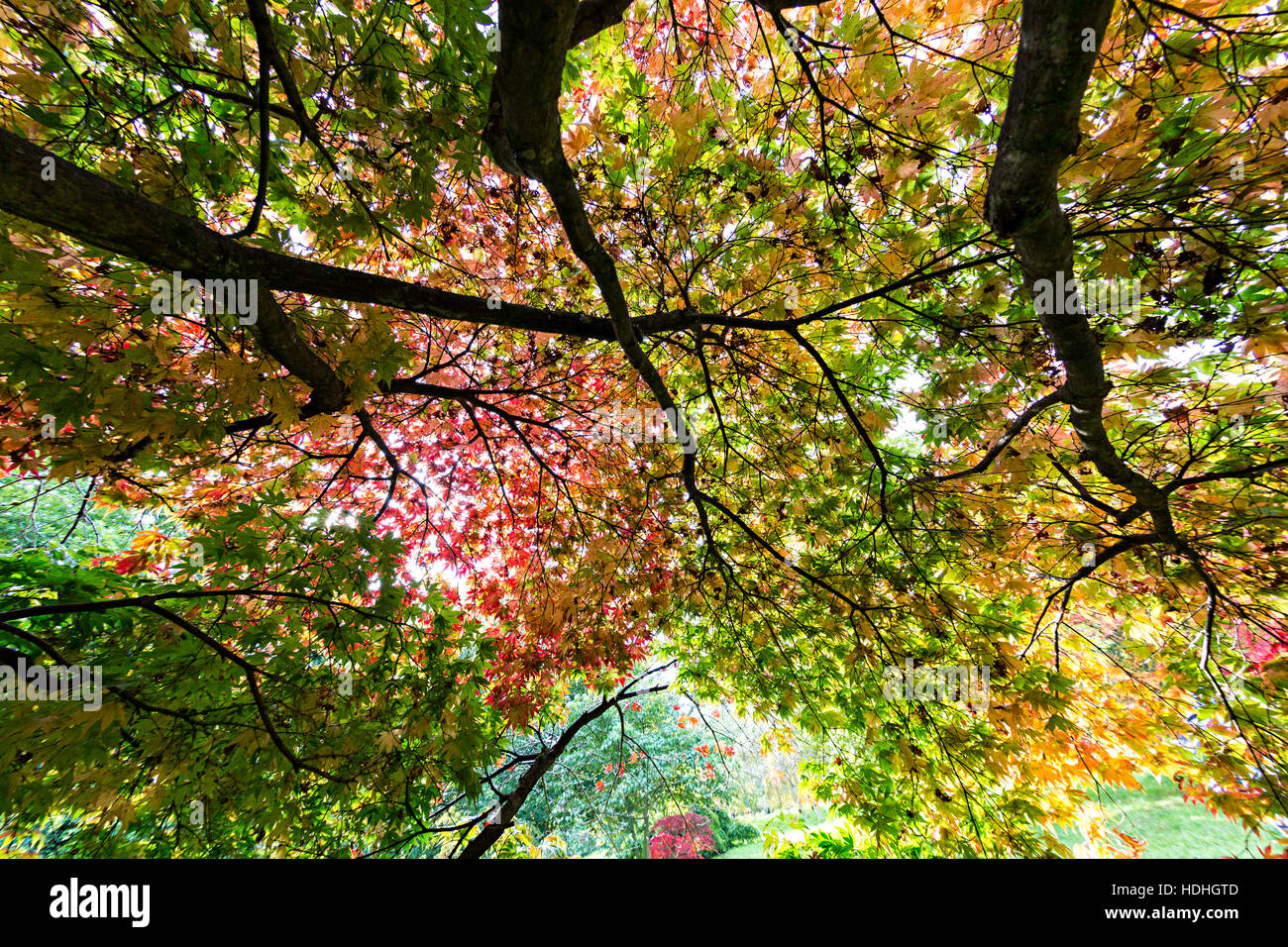 Acer Blätter im Herbst, Westonbirt Arboretum, Gloucestershire, Enhgland, UK Stockfoto