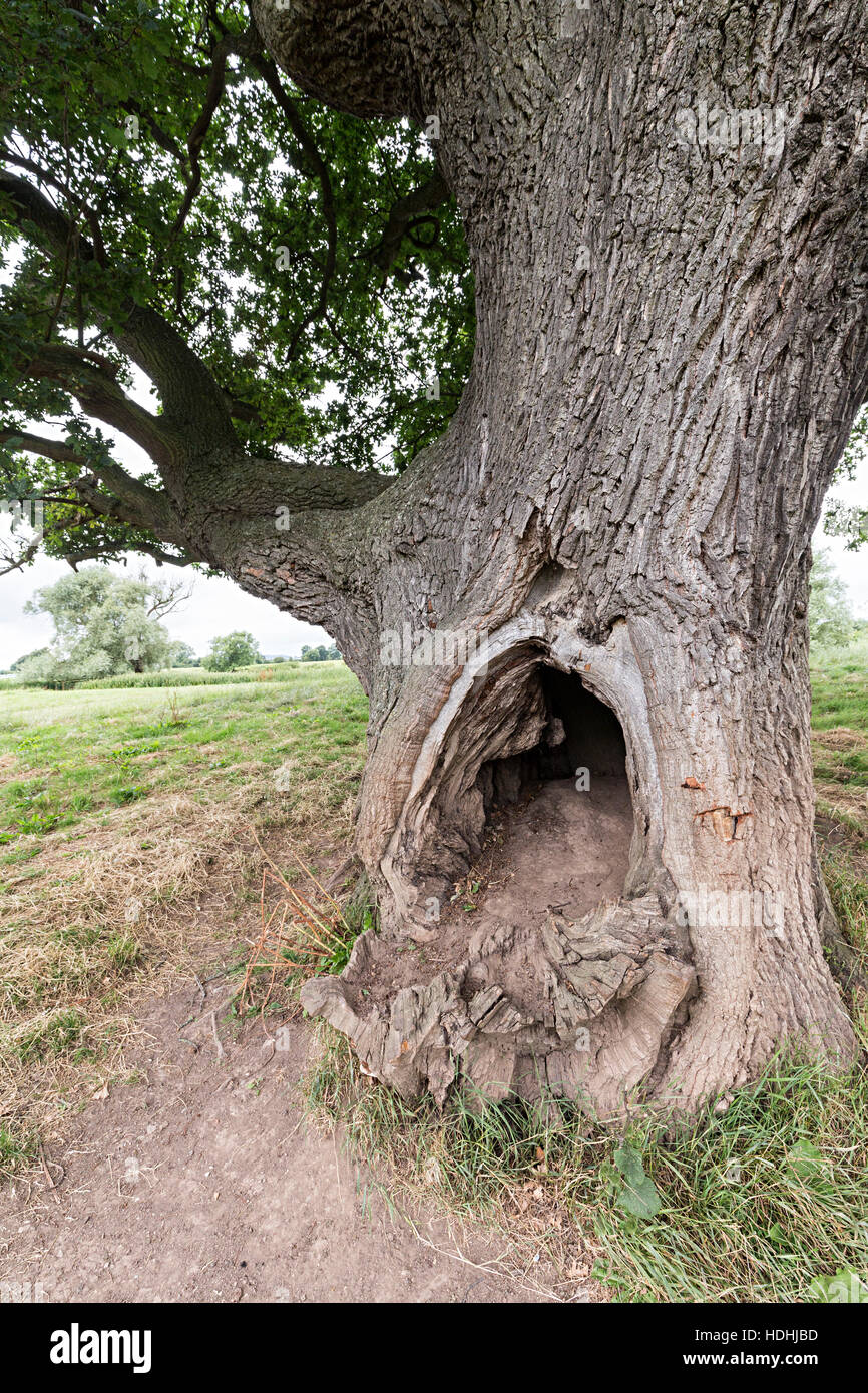 Hohler Baum in der Nähe von Deerhurst, Gloucestershire, UK Stockfoto