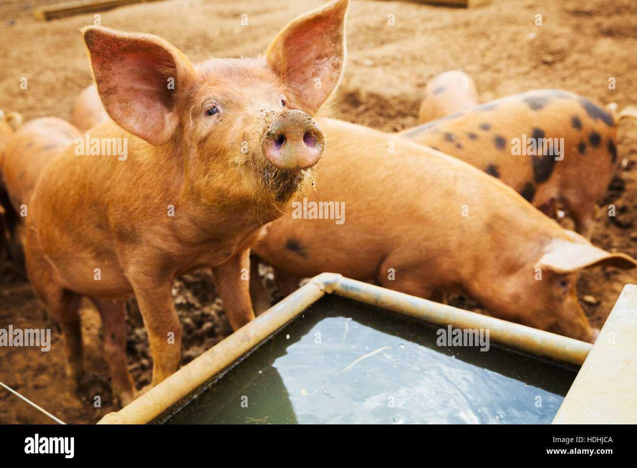 Eine Gruppe von Schweinen standen herum ein Trog. Stockfoto