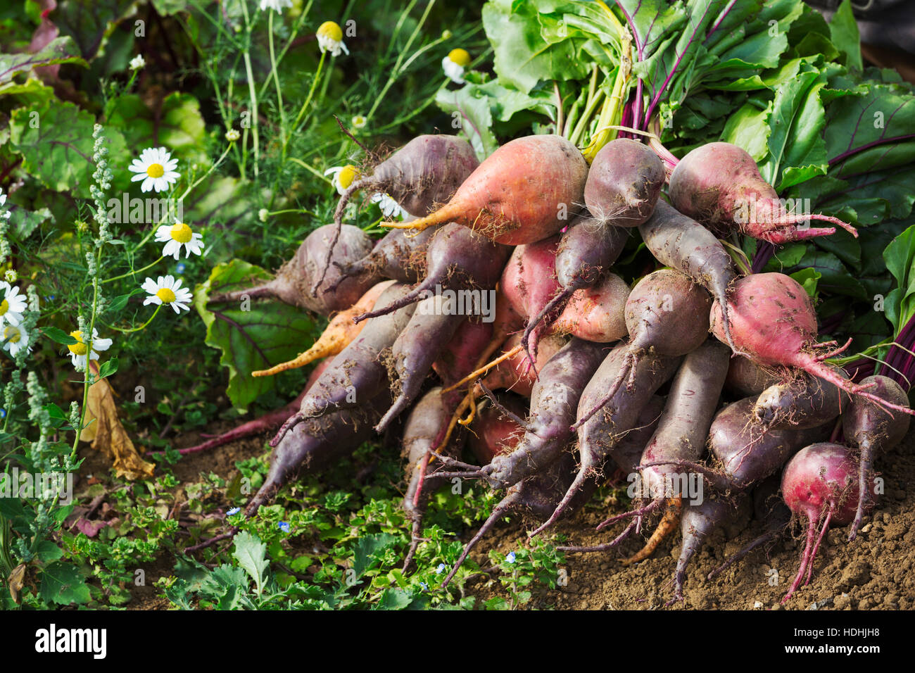 Frisch gepflückt Sorten von Roter Beete, ruhen auf dem Boden in einem Feld voller Pflanzen. Stockfoto