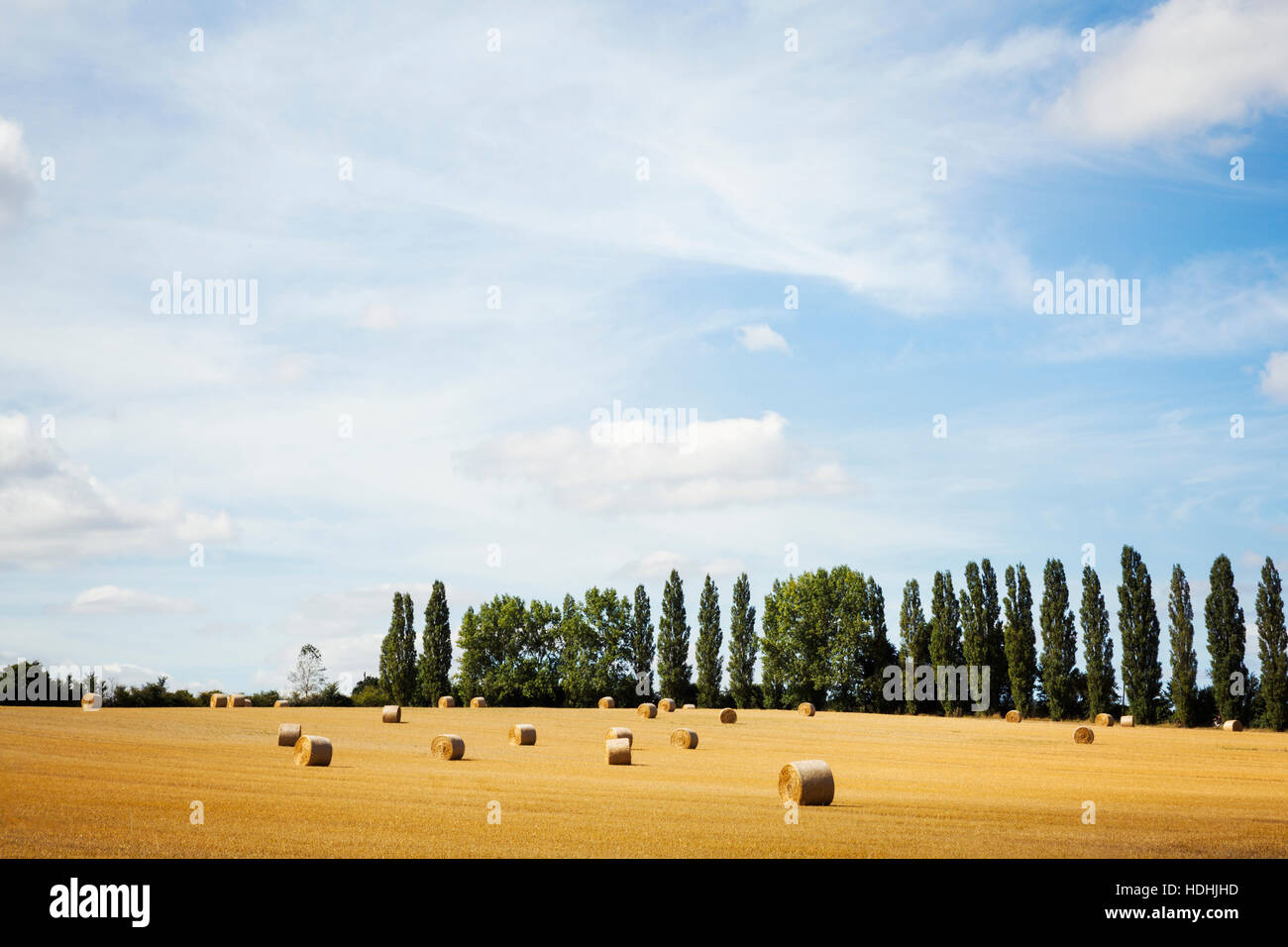 Ein Feld von Stoppeln, Stroh Rundballen mit einer Reihe von Pappeln Stockfoto