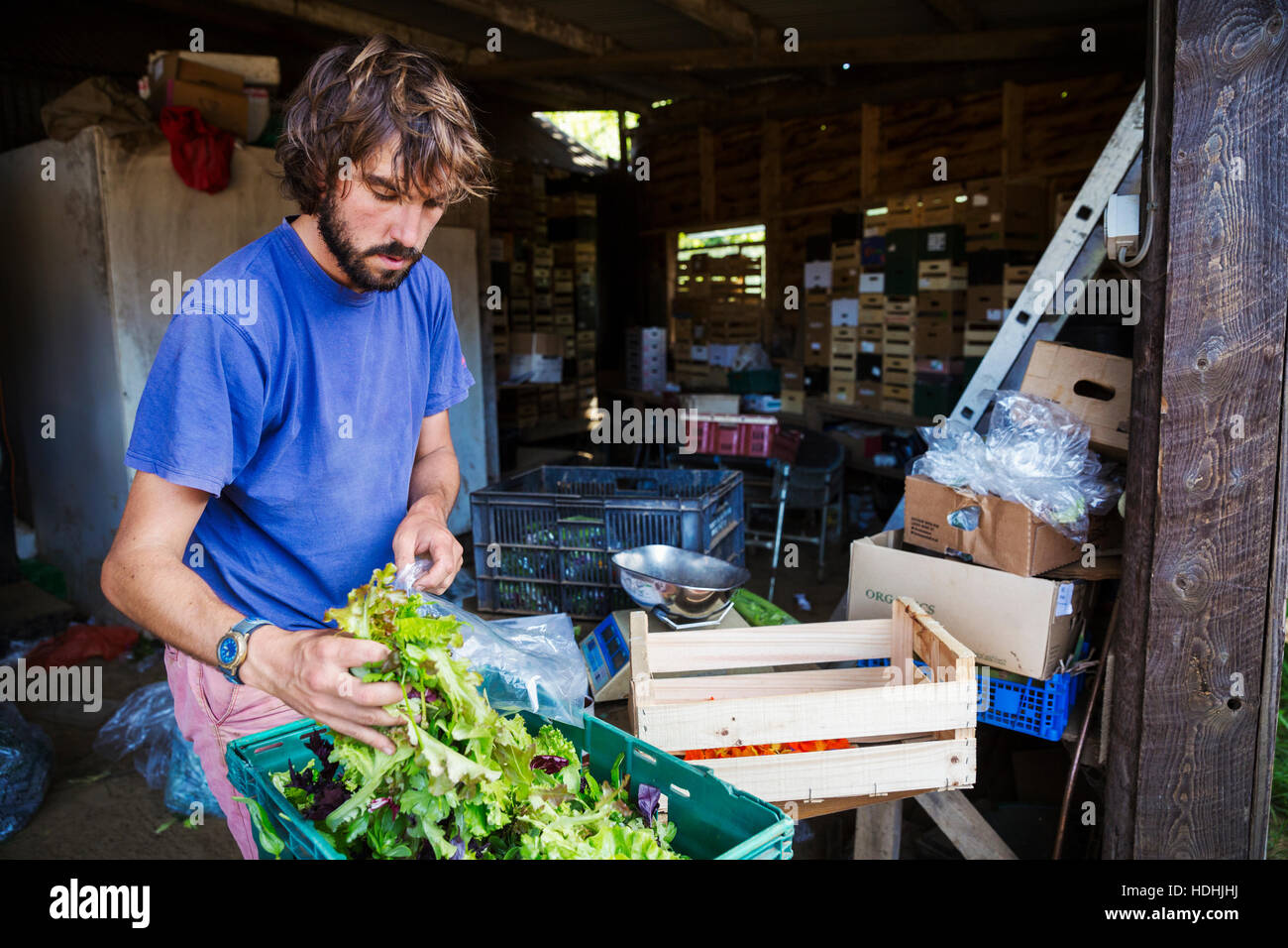 Ein Mann, frischen Salat in Taschen in einer landwirtschaftlichen Scheune verpacken. Stockfoto