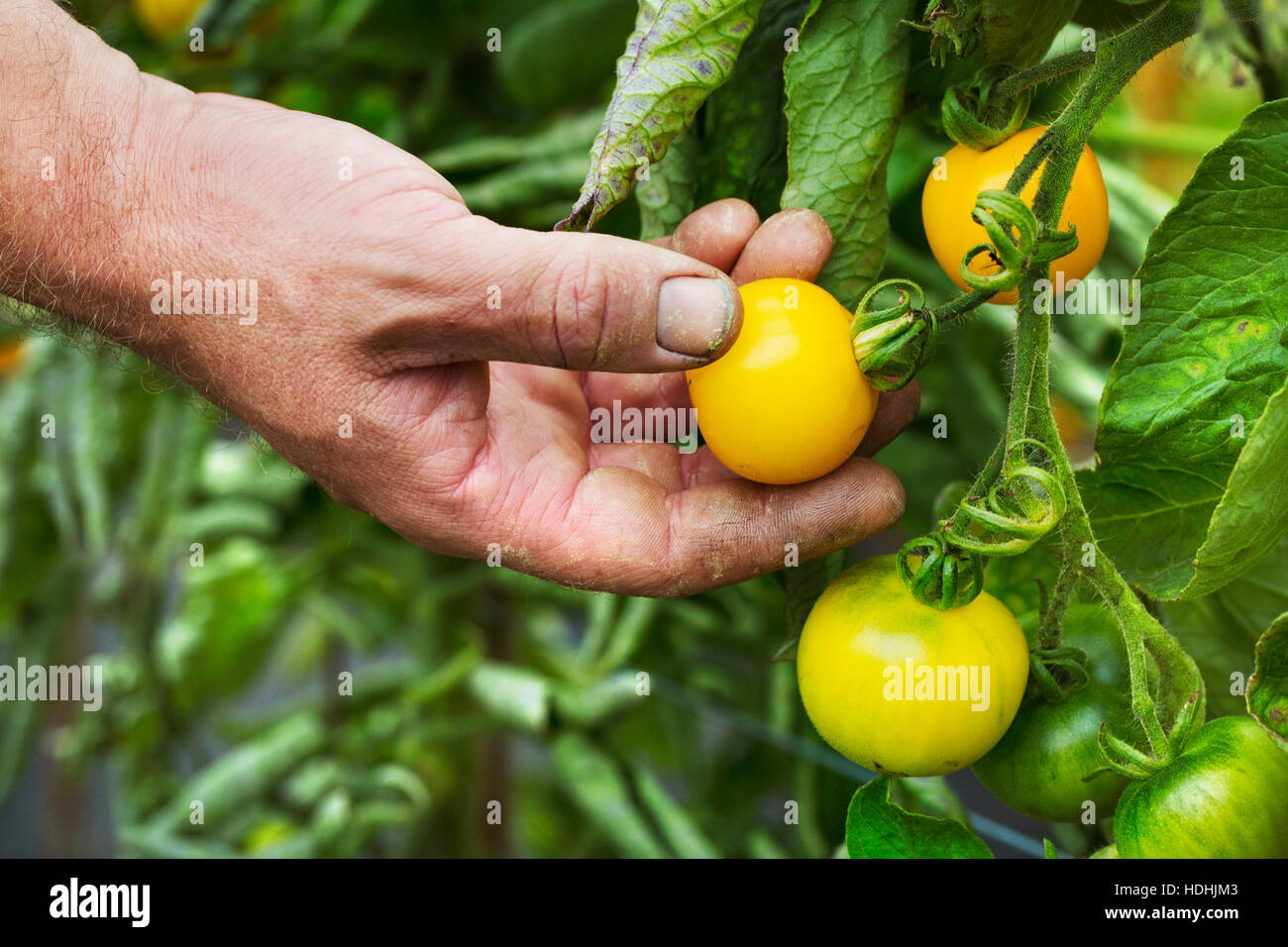 Ein Gärtner, gelbe reife Tomaten pflücken. Stockfoto