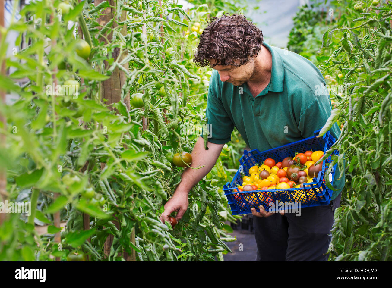 Männliche Gärtner Kommissionierung frische Tomaten. Stockfoto