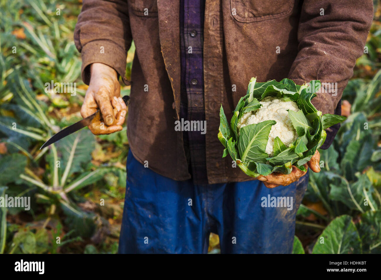 Ein Mann, einen geernteten Blumenkohl in den Händen hält. Stockfoto