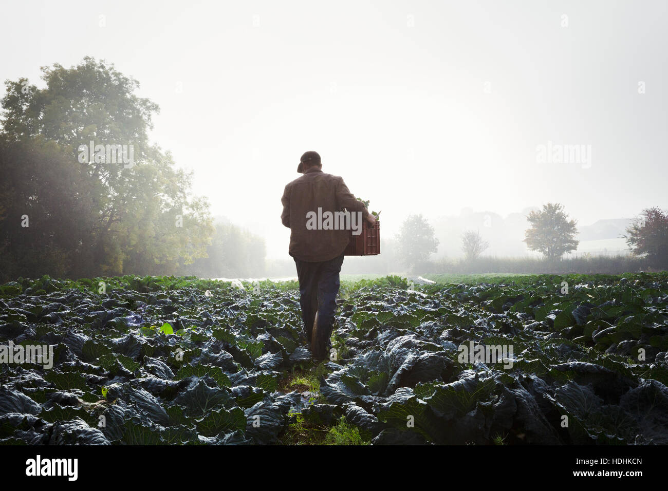 Eine Person, die durch die Reihen der Gemüse in einem Feld, Nebel steigt über die Felder gehen. Stockfoto