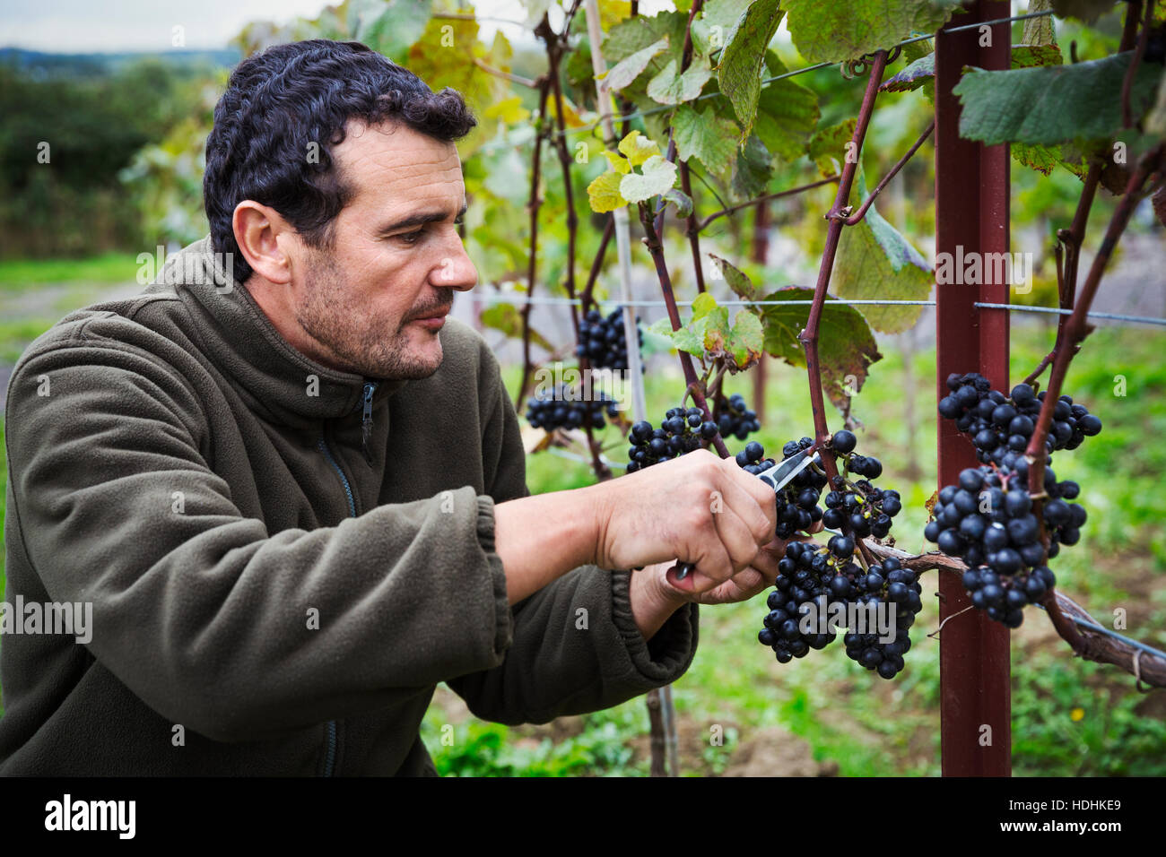 Person, die Kommissionierung Trauben von roten Trauben vom Weinstock. Stockfoto