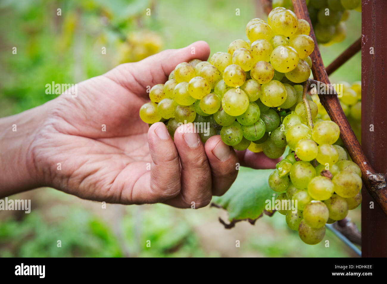 Person, die Kommissionierung Trauben grün. Stockfoto