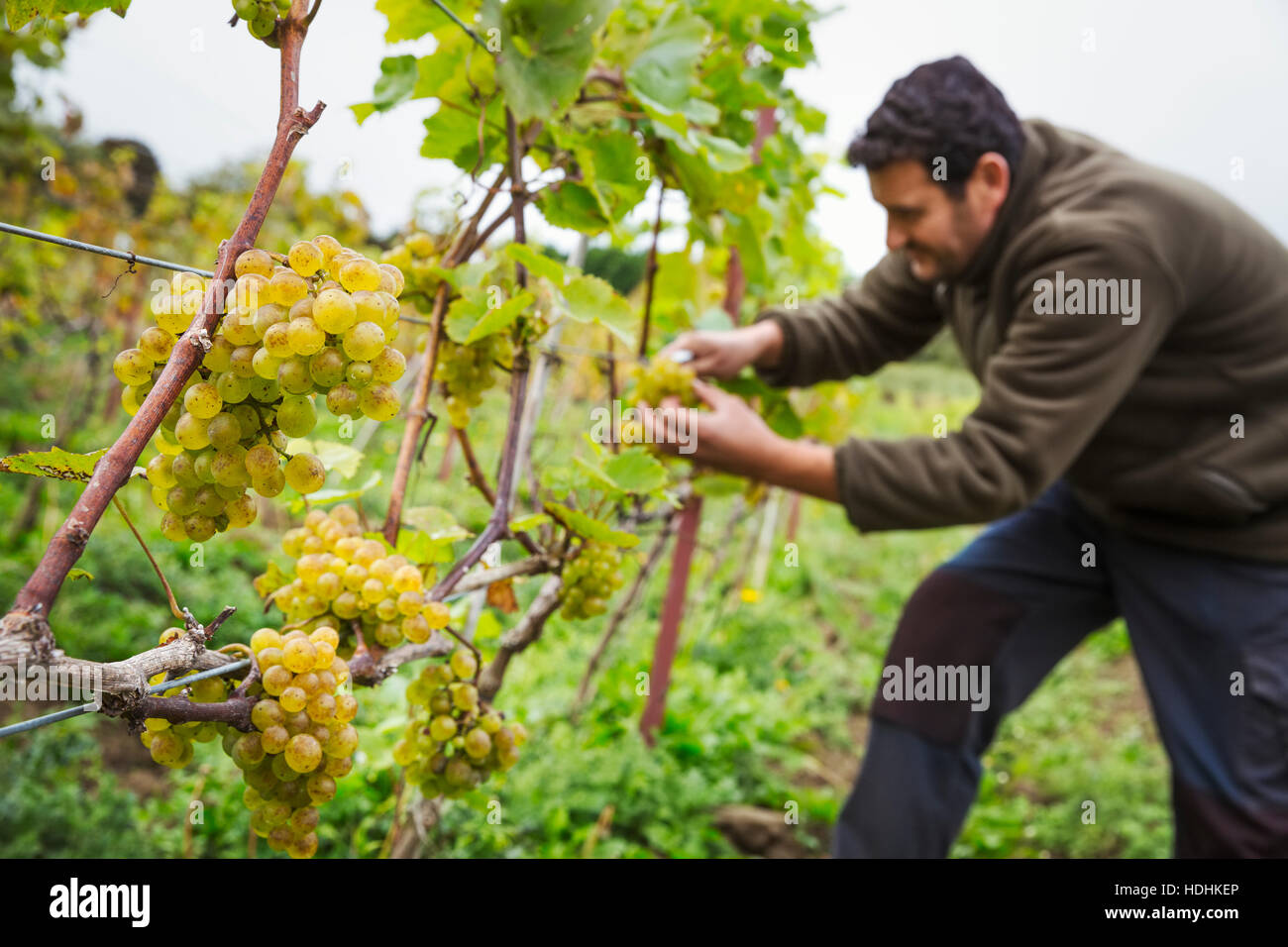 Person, die Kommissionierung Trauben aus einem Weinstock. Stockfoto
